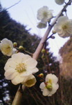 201001301647001.jpg