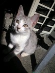 こねこ