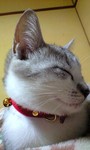 ねこ