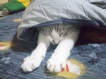 1おおつかみょん寝.jpg